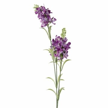 Schopflavendel, 3 Blüten, lila, 65 cm