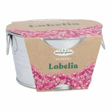 Pflanzset im Eimer, Lobelia, 6 cm