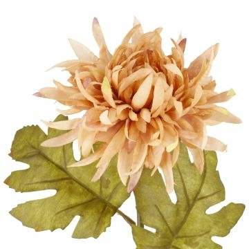 Dahlie Herbst, apricot, 56 cm