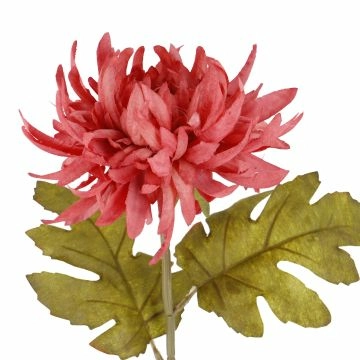 Dahlie Herbst, dunkelrosa, 56 cm
