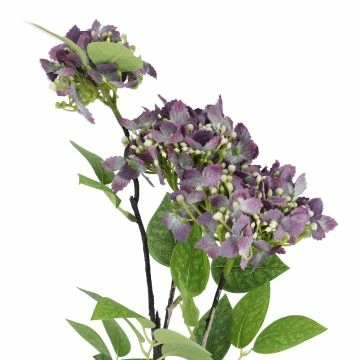 Hortensie Lily, lila, 55 cm