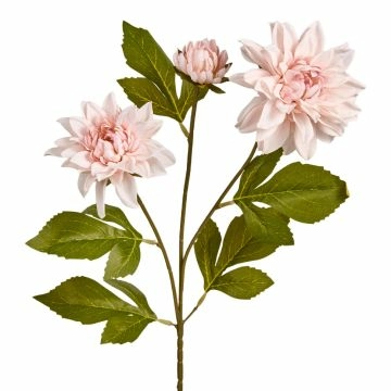 Dahlie Edel, 3 Blüten, rosa, 65 cm