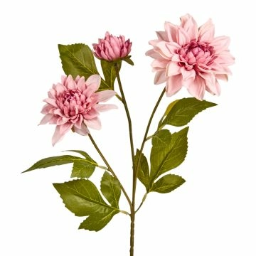 Dahlie Edel, 3 Blüten, altrosa, 65 cm