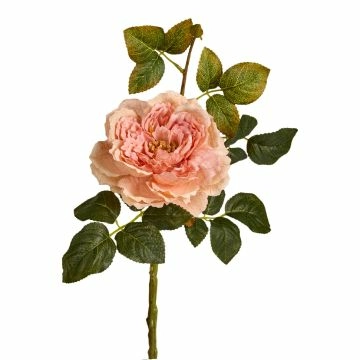 Rose Herbst, offen/apricot, 42 cm