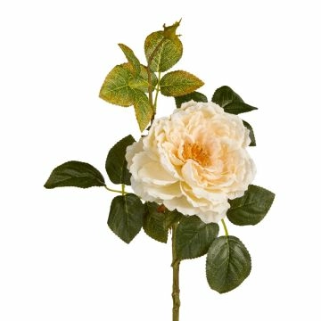 Rose Herbst, offen/creme, 42 cm