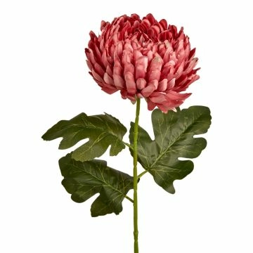 Chrysantheme, üppig/altrosa, 66 cm