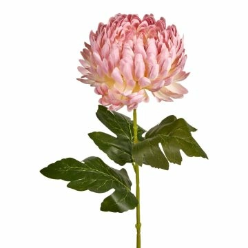 Chrysantheme, üppig/rosa, 66 cm