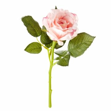 Rose, 30 cm, apricot