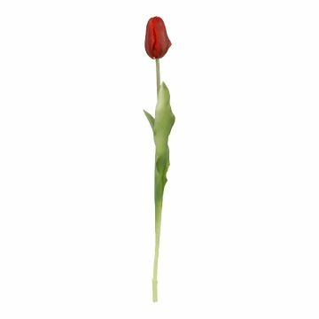 Tulpe Edel, rot, 48 cm