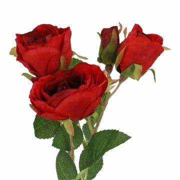 Rose Alina, 3 Blüten/rot, 38 cm