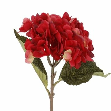 Hortensie Herbst, rot, 46 cm