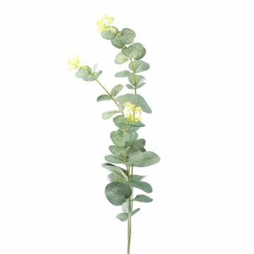 Zweig Eucalyptus, 60 cm