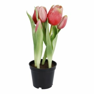 Tulpen im Topf, rosa, 25 cm