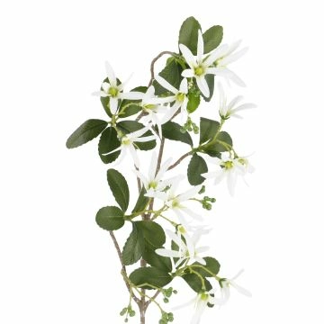 Sternmagnolie Edel, weiß, 74 cm