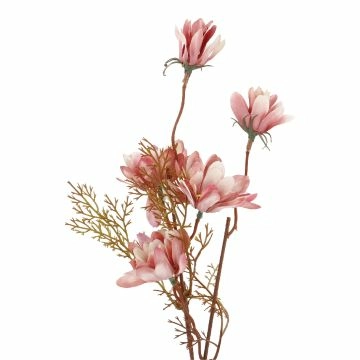 Chrysantheme Pastell, altrosa, 50 cm