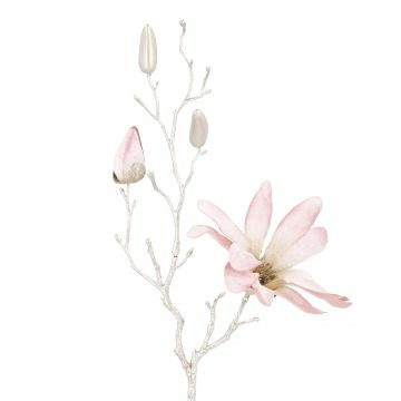 Magnolie, 1 Blüte, altrosa, 49 cm