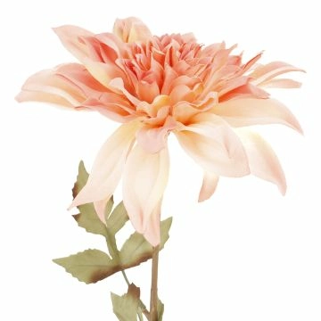Dahlie Herbst, Antik/apricot, 74 cm