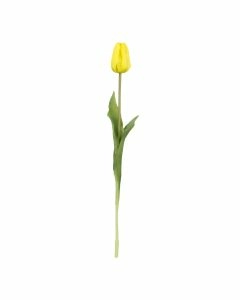 Tulpe Edel, gelb, 48 cm