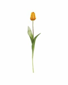 Tulpe Edel, orange, 48 cm