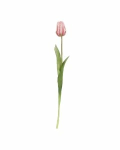 Tulpe Edel, hellrosa, 48 cm