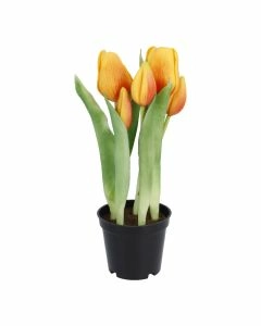 Tulpen im Topf, orange, 25 cm