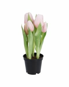 Tulpen im Topf, hellrosa, 25 cm