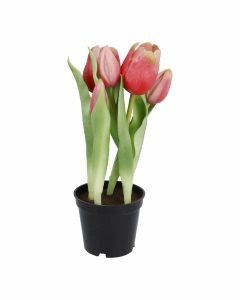 Tulpen im Topf, rosa, 25 cm
