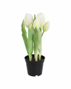 Tulpen im Topf, wei&szlig;, 25 cm