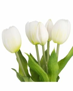 Strau&szlig; Tulpe, 5 Bl&uuml;ten, wei&szlig;, 30 cm