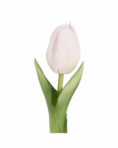Tulpe Edel, Mini/spitz/hellrosa, 25 cm