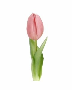 Tulpe Edel, Mini/spitz/rosa, 25 cm