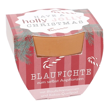 Pflanzset Tannenbaum, Mini/Holly Jolly