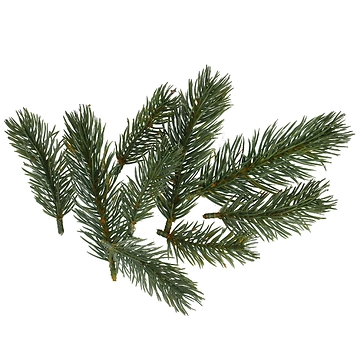 9er Set Tannengrün
