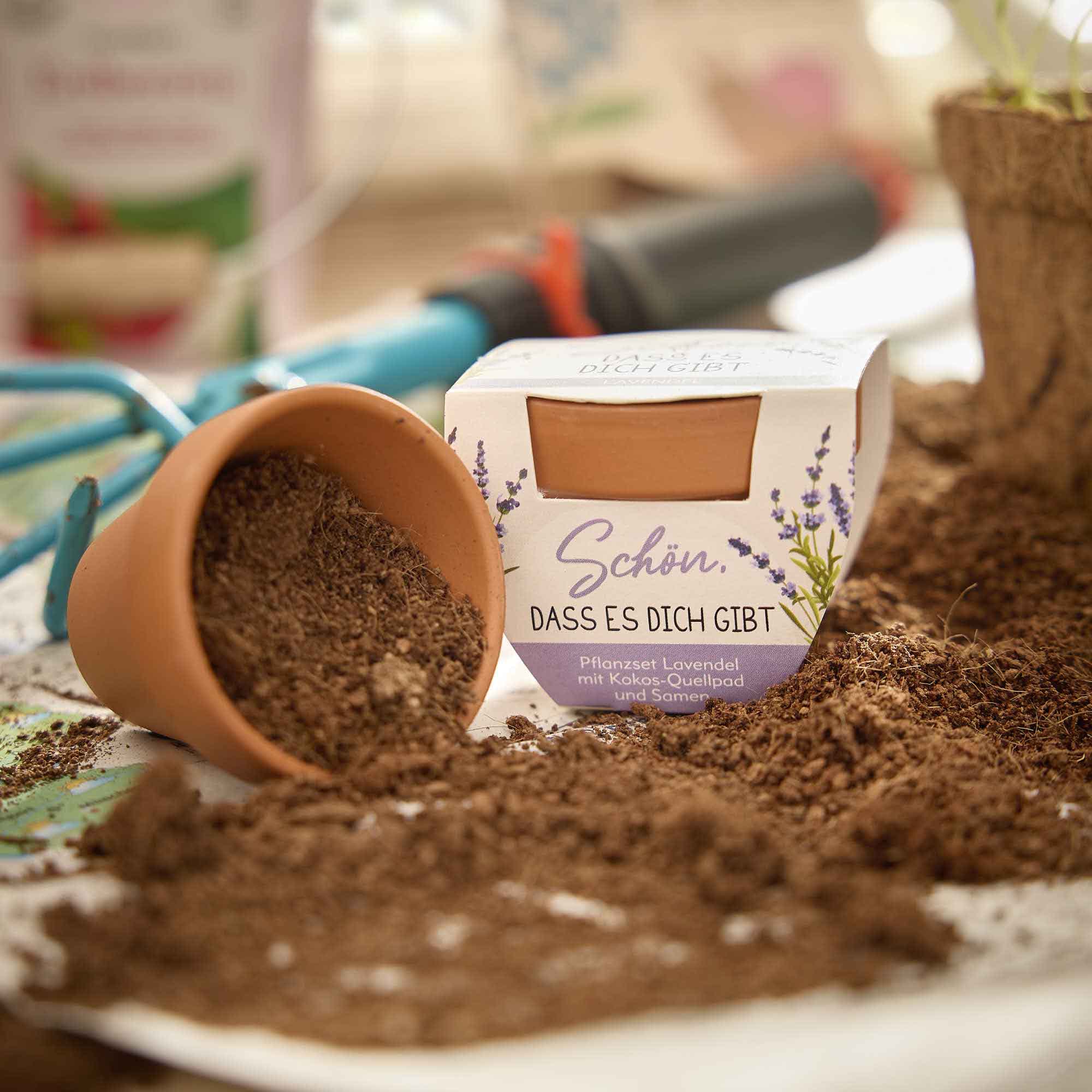 Pflanzset Mini, Schön