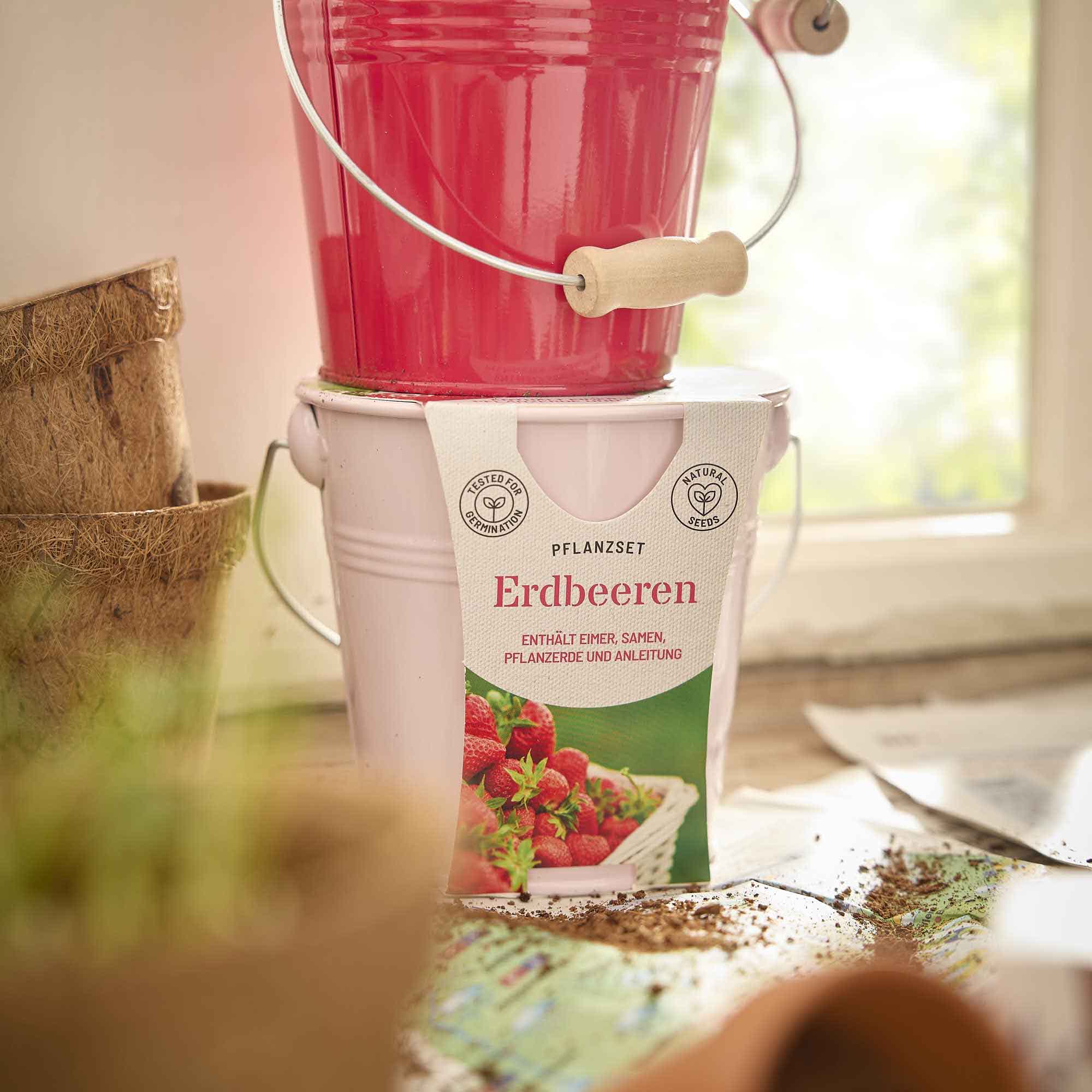 Pflanzset im Eimer, Erdbeere lila