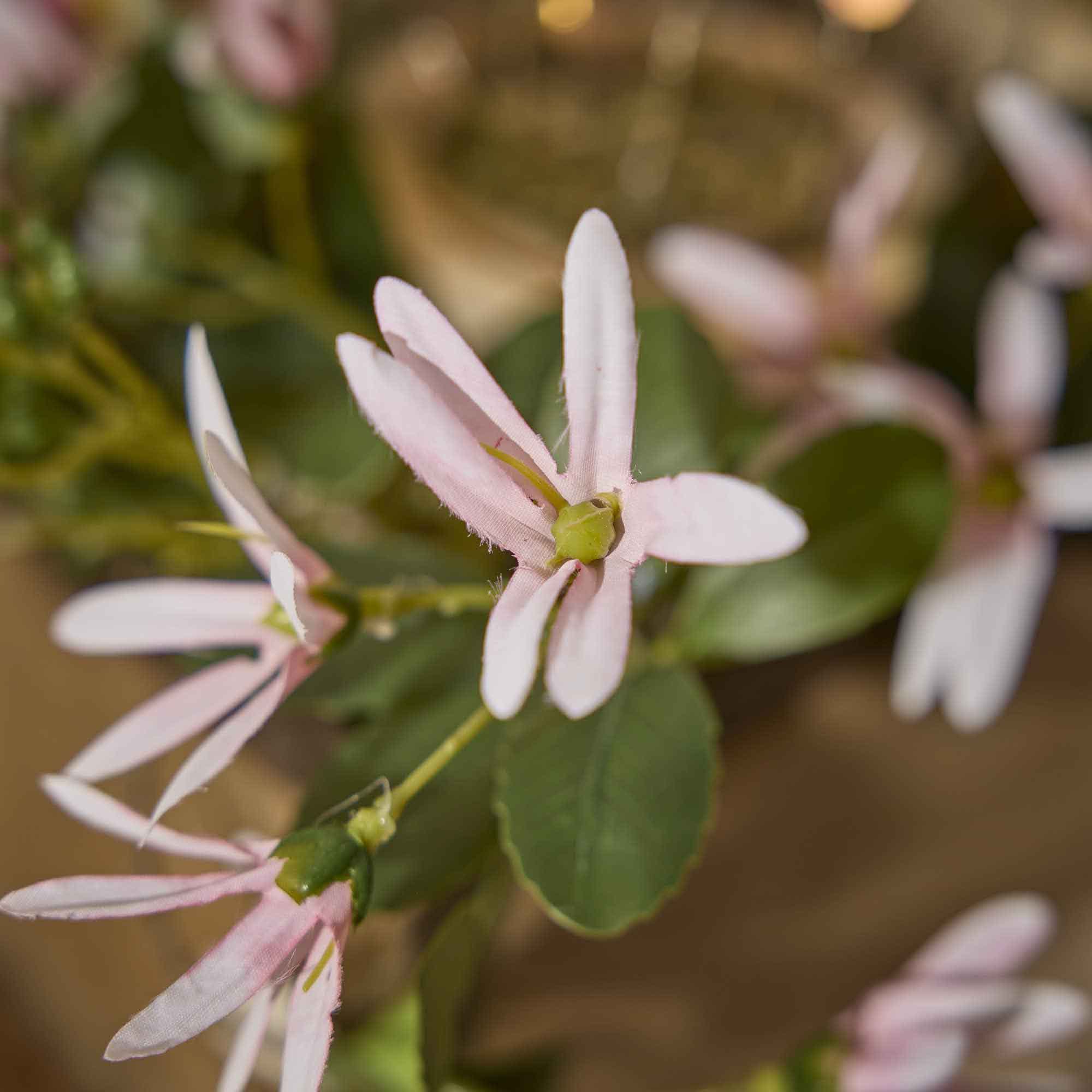 Sternmagnolie Edel, rosa, 74 cm
