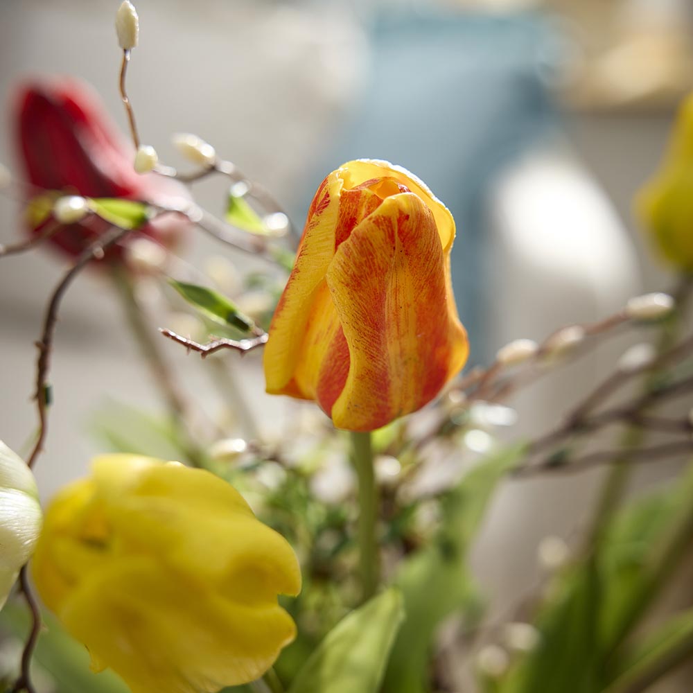 Tulpe Edel, orange, 48 cm