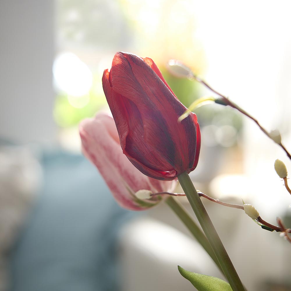 Tulpe Edel, rot, 48 cm