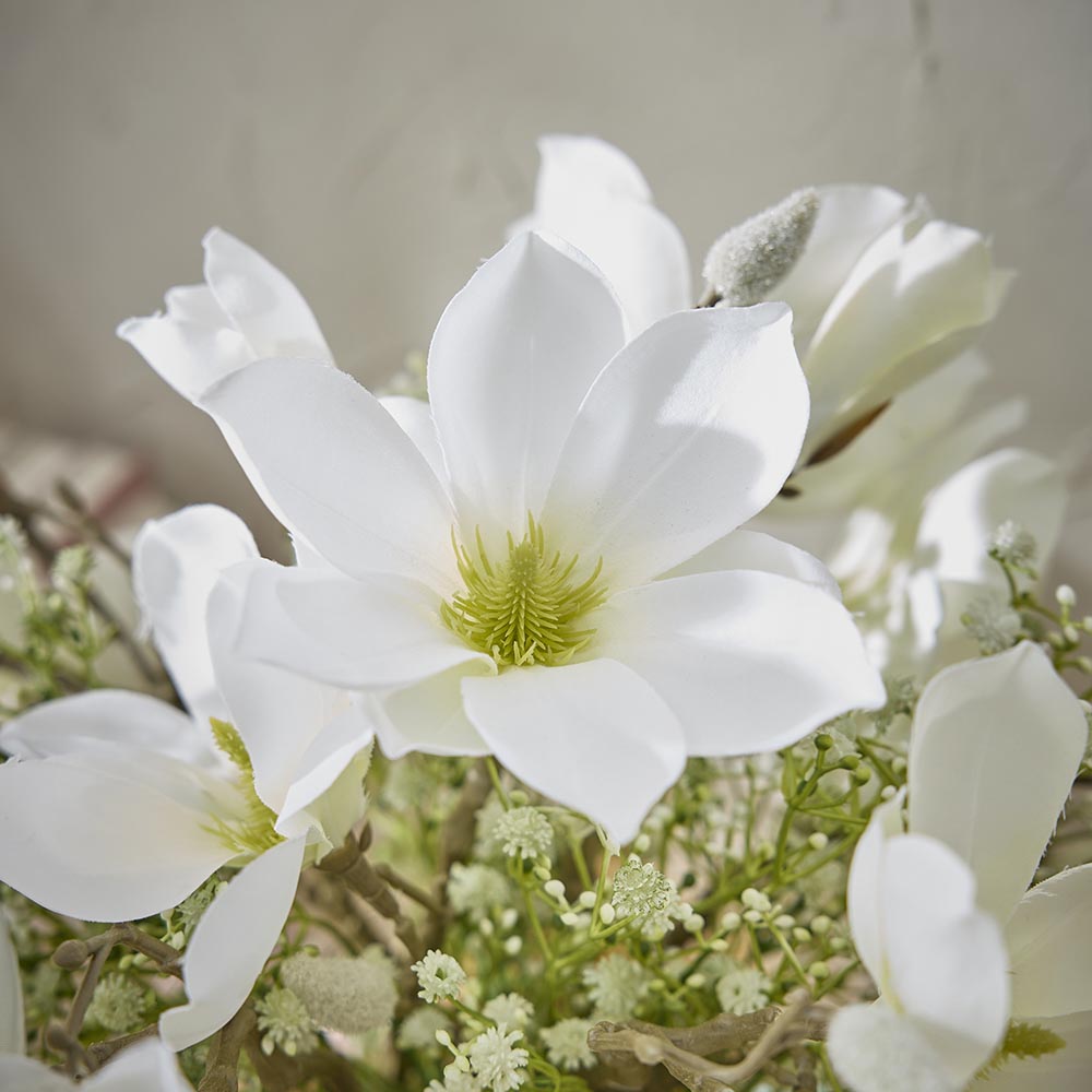 Magnolie Edel, weiß, 40 cm